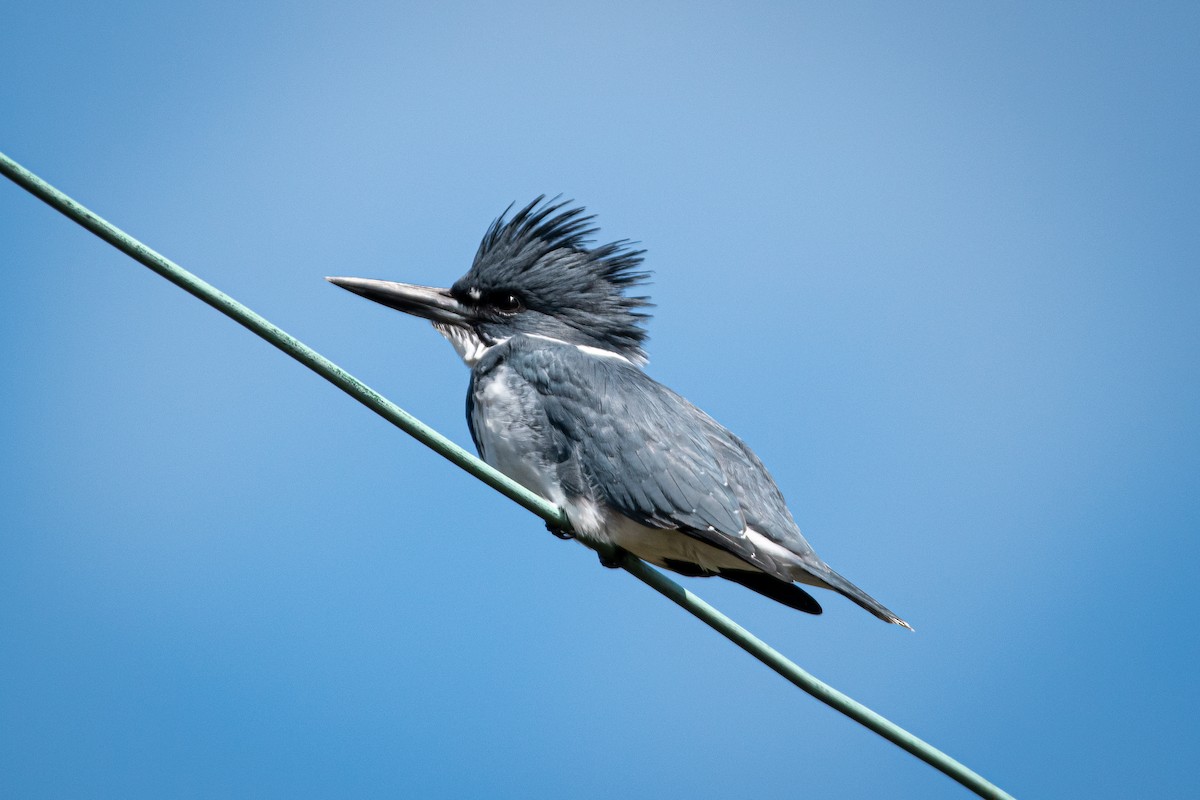 Belted Kingfisher - ML489473611
