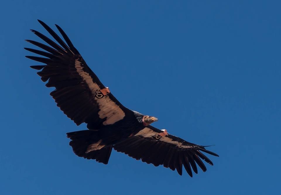 California Condor - ML48947471