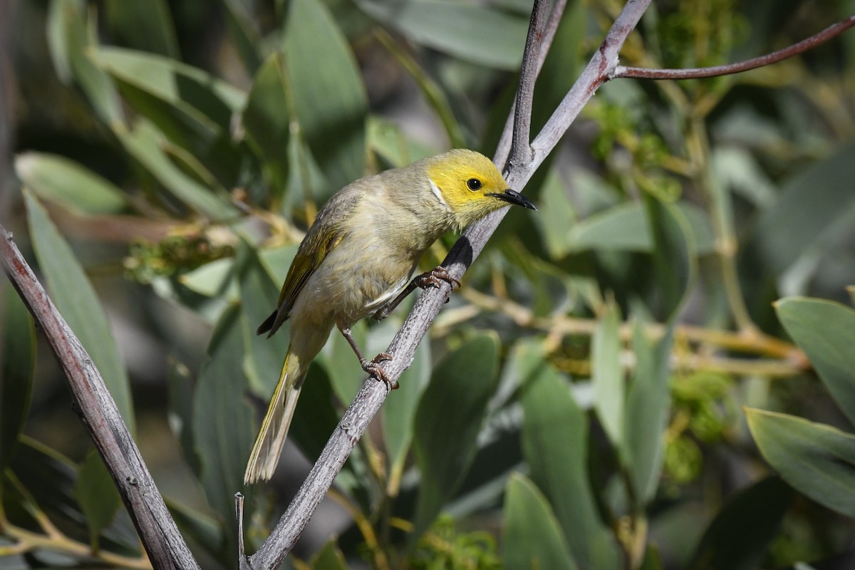 White-plumed Honeyeater - ML489475161