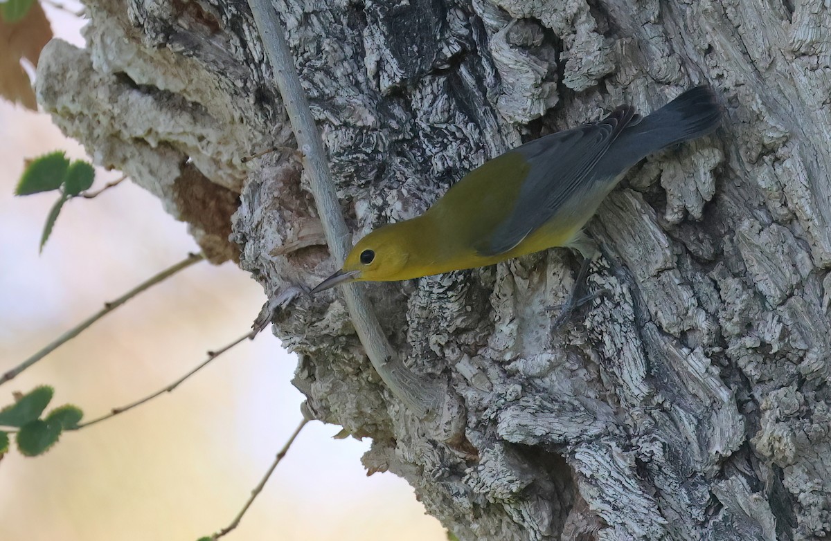 Prothonotary Warbler - ML489476661