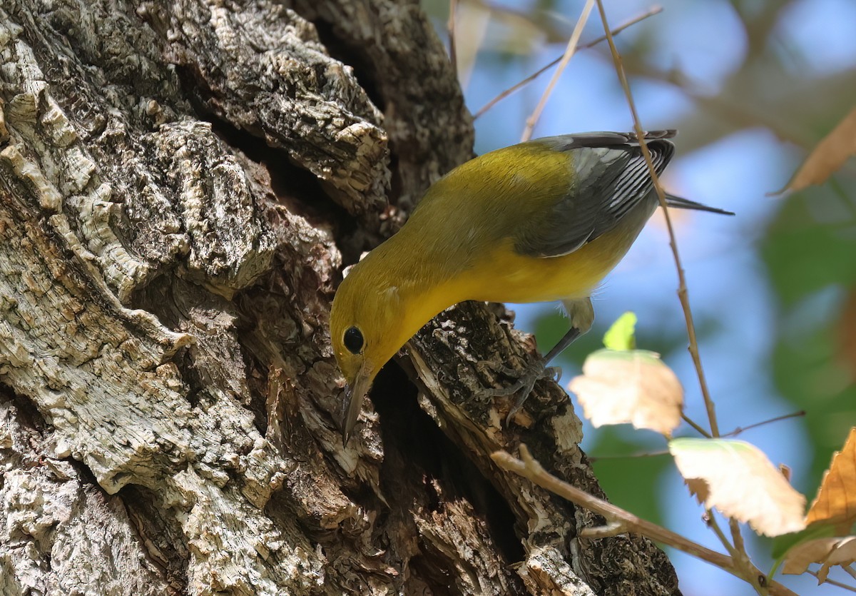Prothonotary Warbler - ML489476671