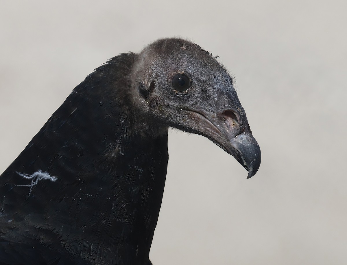 Turkey Vulture - Matthew Grube