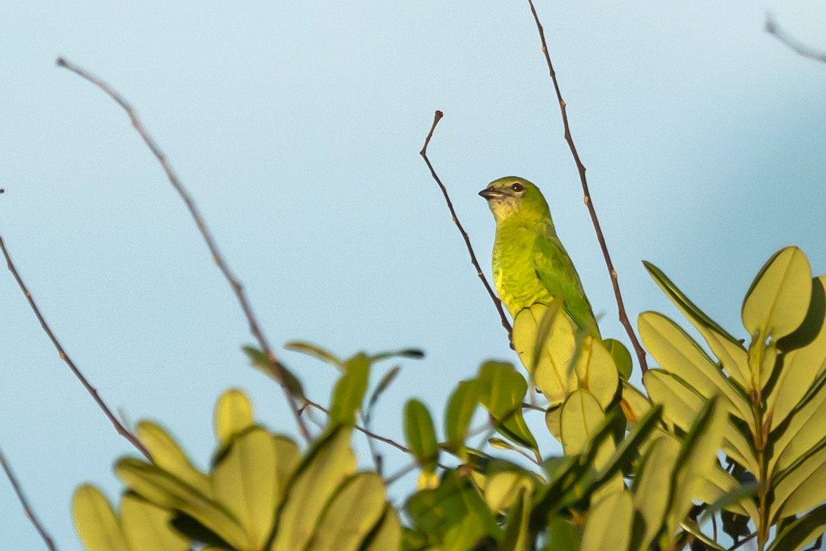 Swallow Tanager - Heiler Uribe