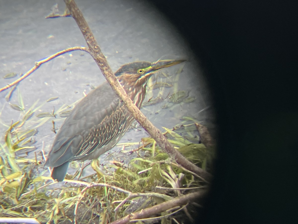 Green Heron - Sue Plankis