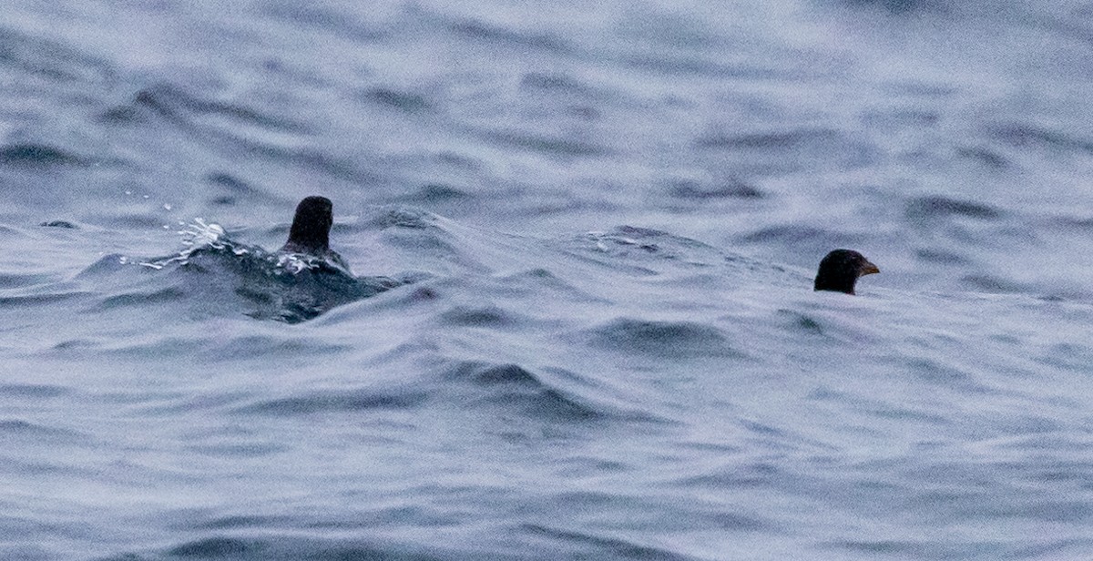 Rhinoceros Auklet - Roger Adamson