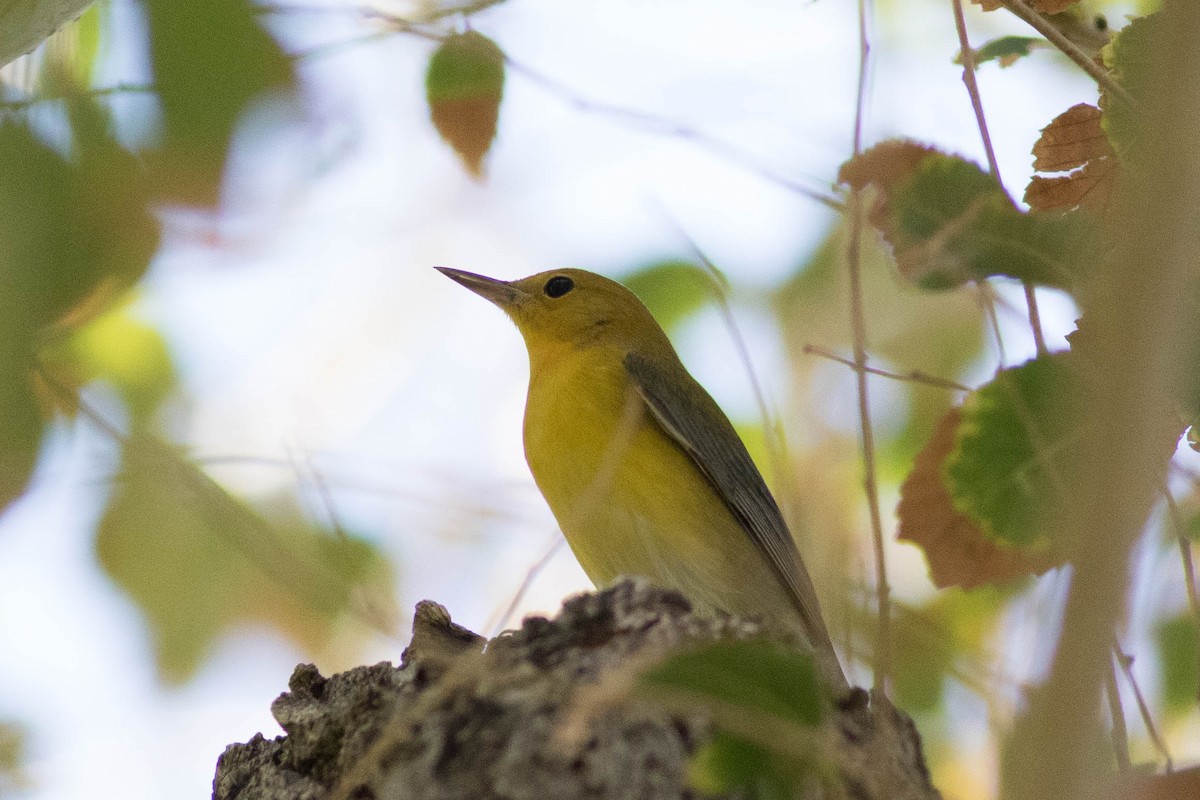 Prothonotary Warbler - ML489477901