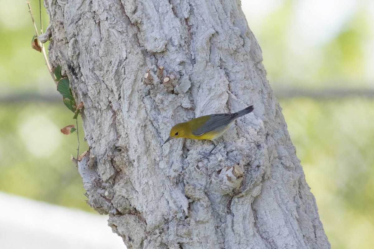 Prothonotary Warbler - ML489477911