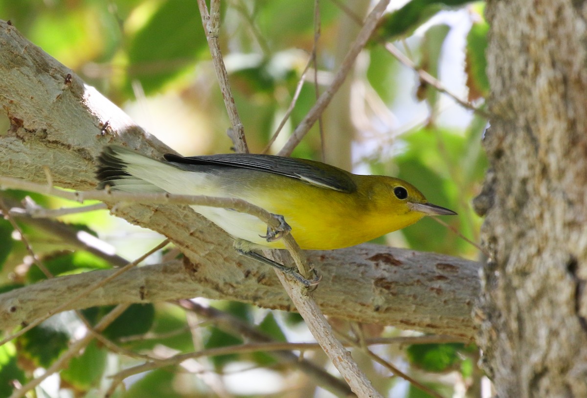 Prothonotary Warbler - ML489478121