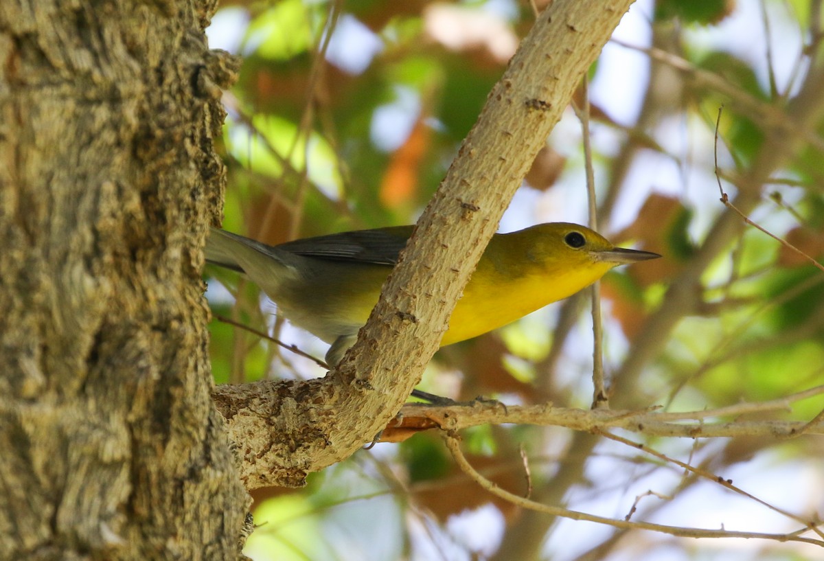 Prothonotary Warbler - ML489478131