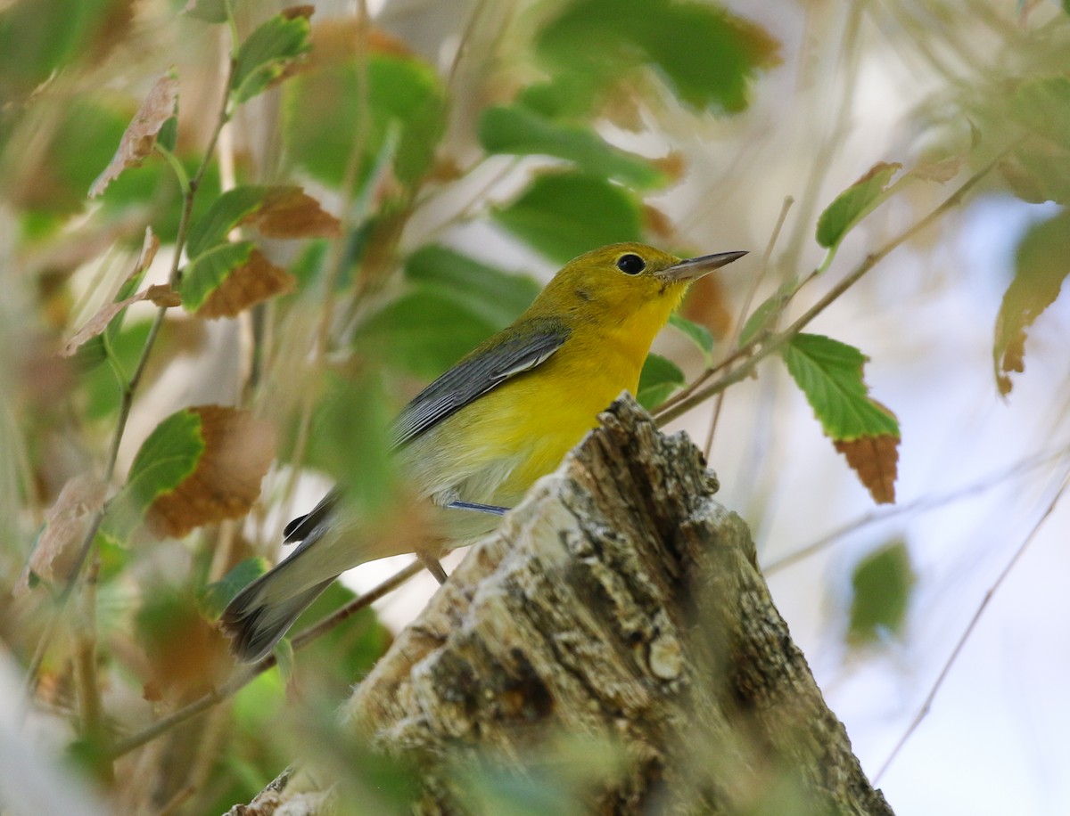 Prothonotary Warbler - ML489478141