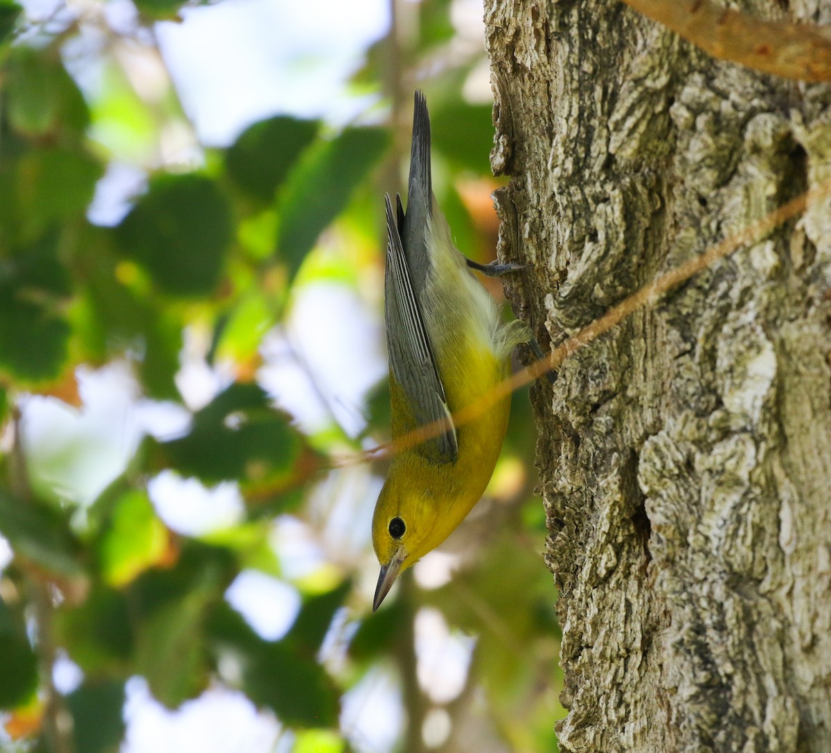 Prothonotary Warbler - ML489478151