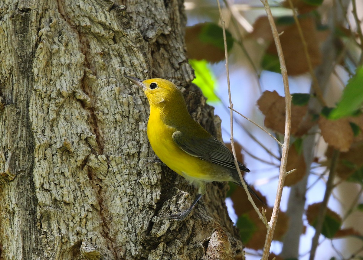 Prothonotary Warbler - ML489478161