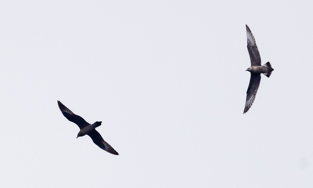 Parasitic Jaeger - Roger Adamson