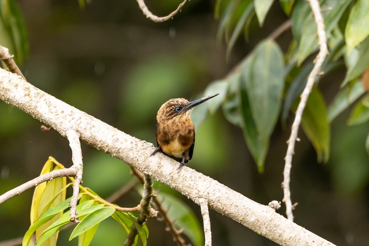 Brown Jacamar - ML489478541