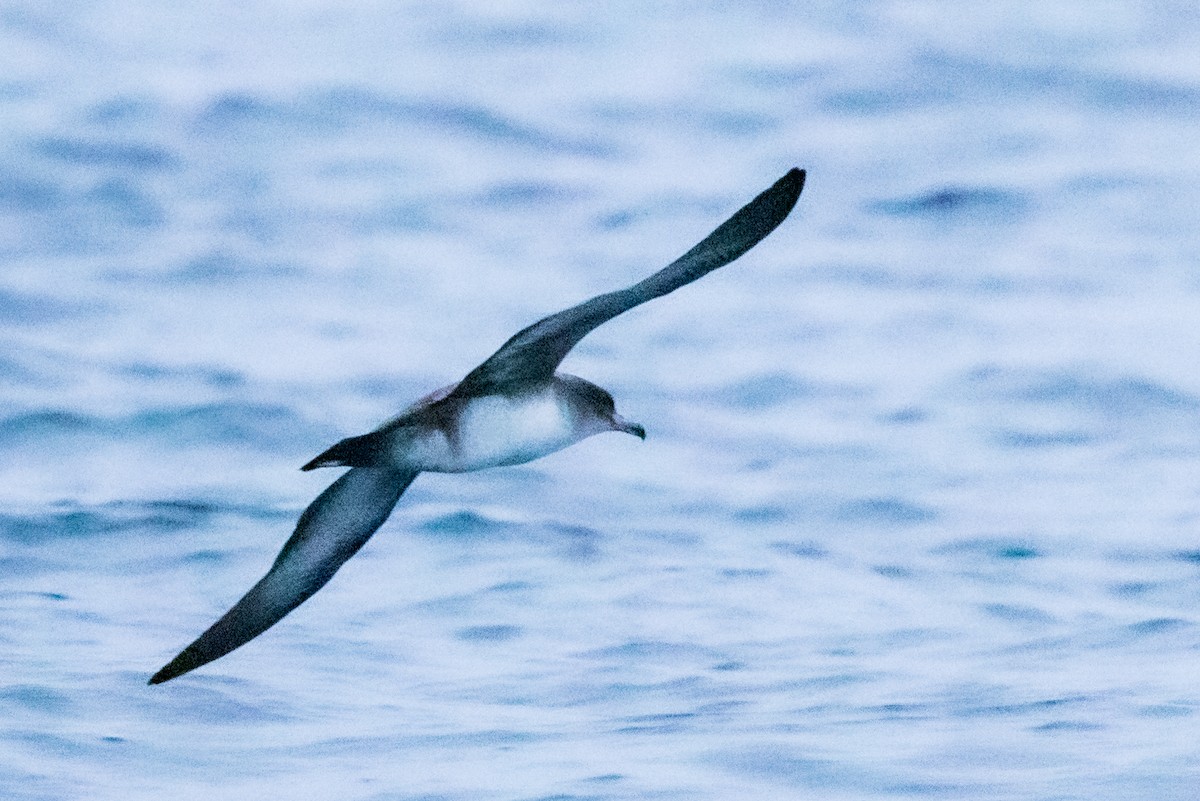 Pink-footed Shearwater - Roger Adamson