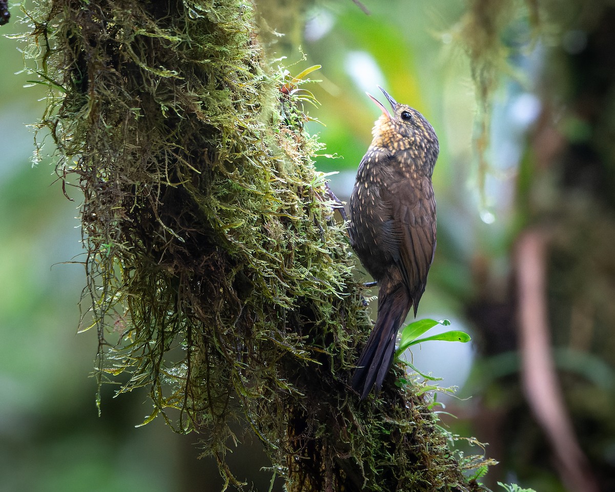 Spotted Barbtail - ML489479811