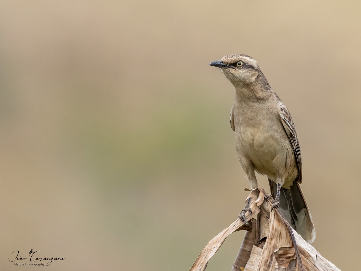 Chalk-browed Mockingbird - João Octávio Caranzano Moraes