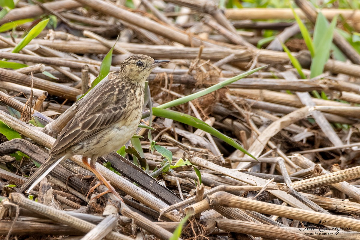 Yellowish Pipit - ML489480121