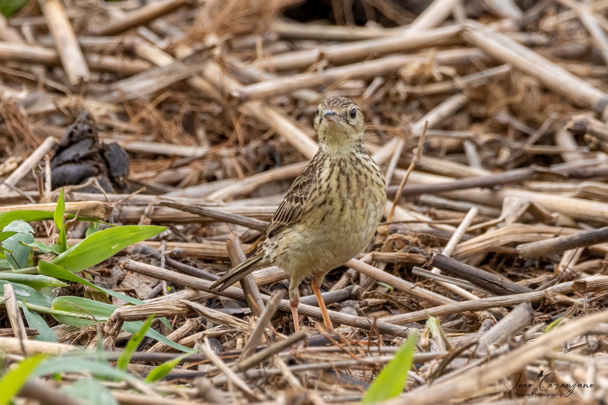 Yellowish Pipit - João Octávio Caranzano Moraes