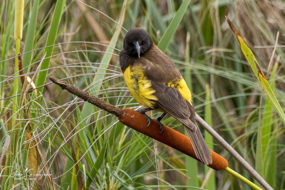 Yellow-rumped Marshbird - João Octávio Caranzano Moraes