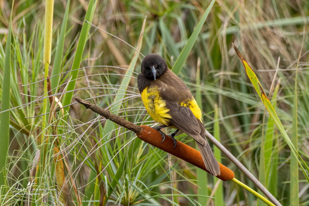 Yellow-rumped Marshbird - ML489480221