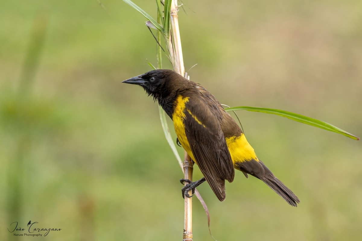 Yellow-rumped Marshbird - ML489480251