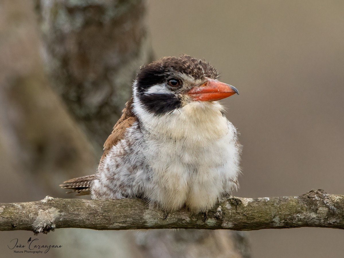 White-eared Puffbird - ML489480501