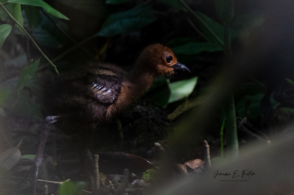 Rufous-necked Wood-Rail - ML489480711