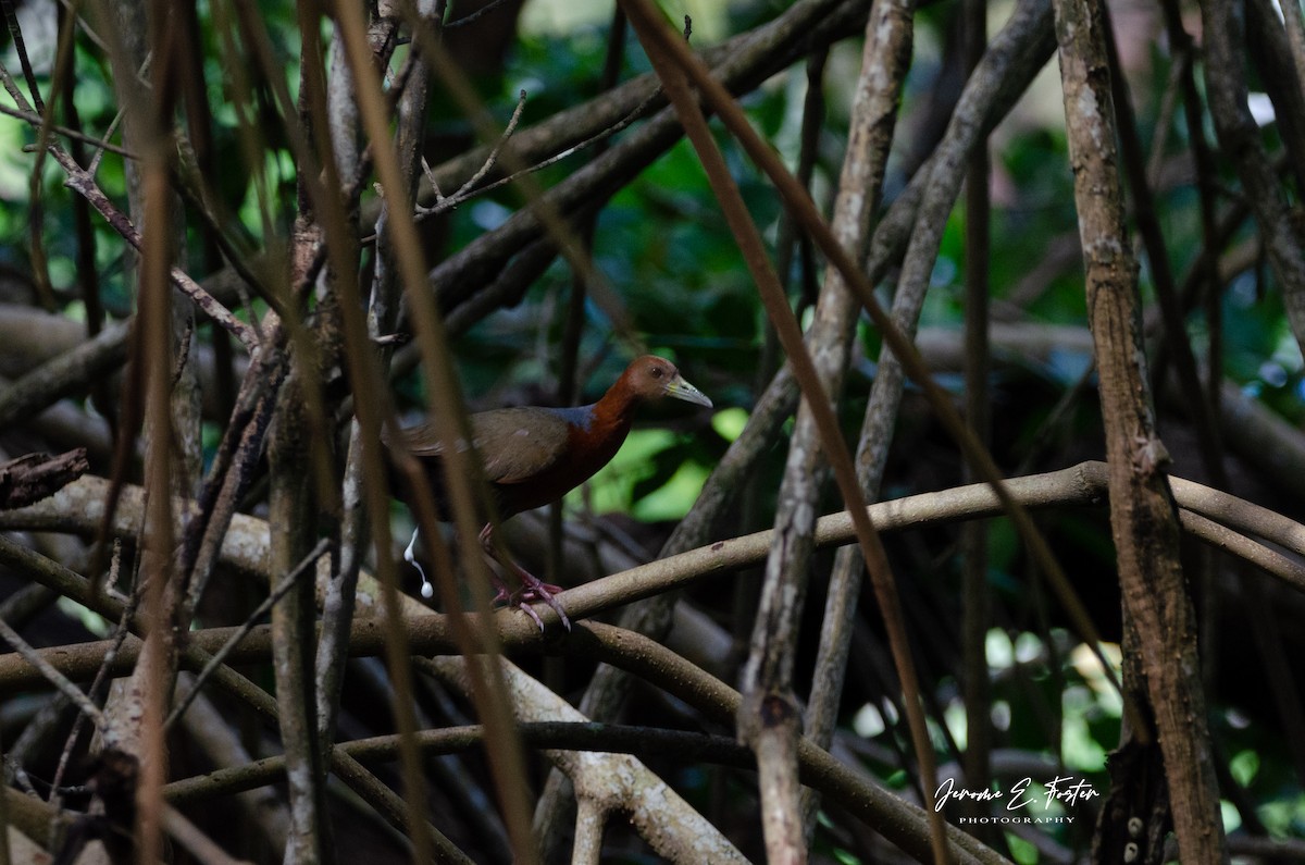 Rufous-necked Wood-Rail - Jerome Foster