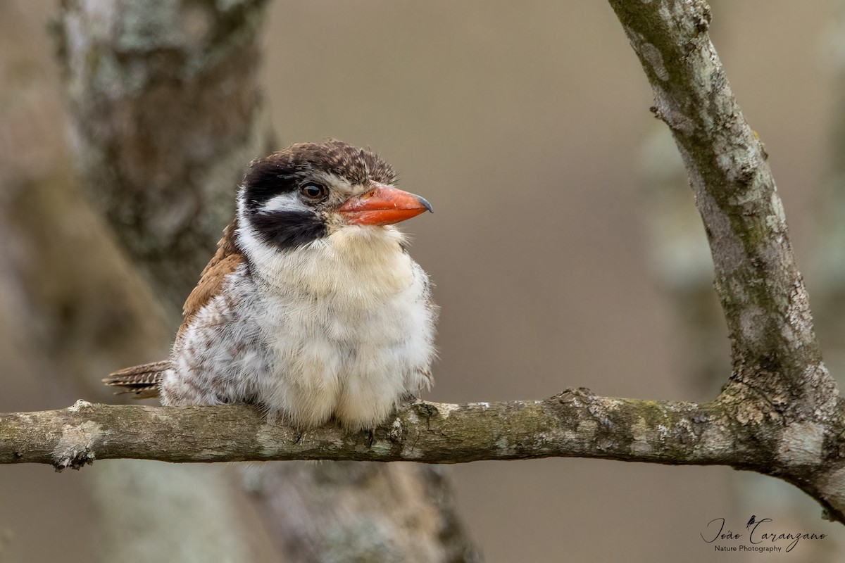 White-eared Puffbird - ML489481121