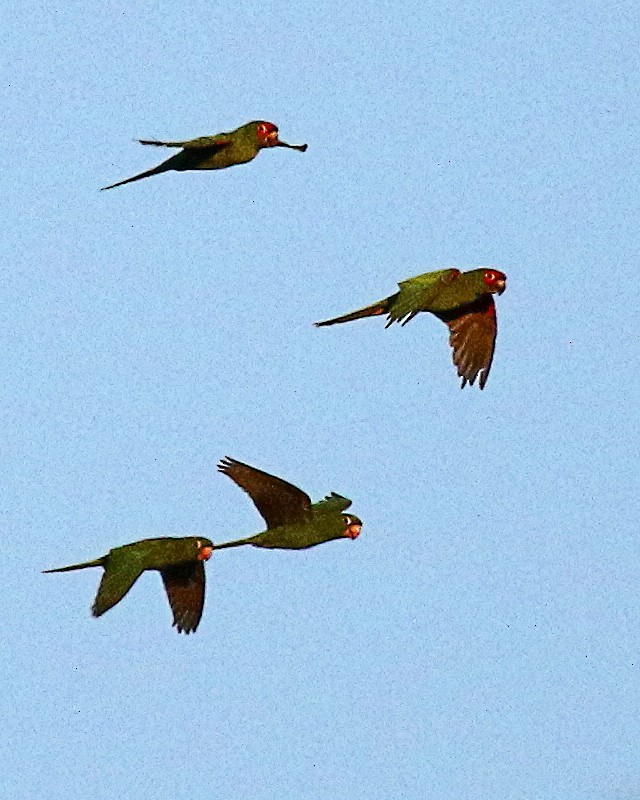 Red-masked Parakeet - ML489483131