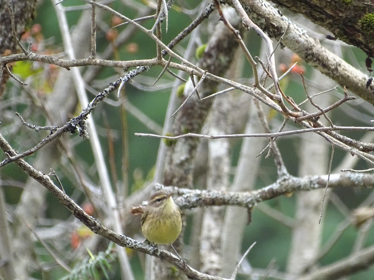 Palm Warbler - ML489483171