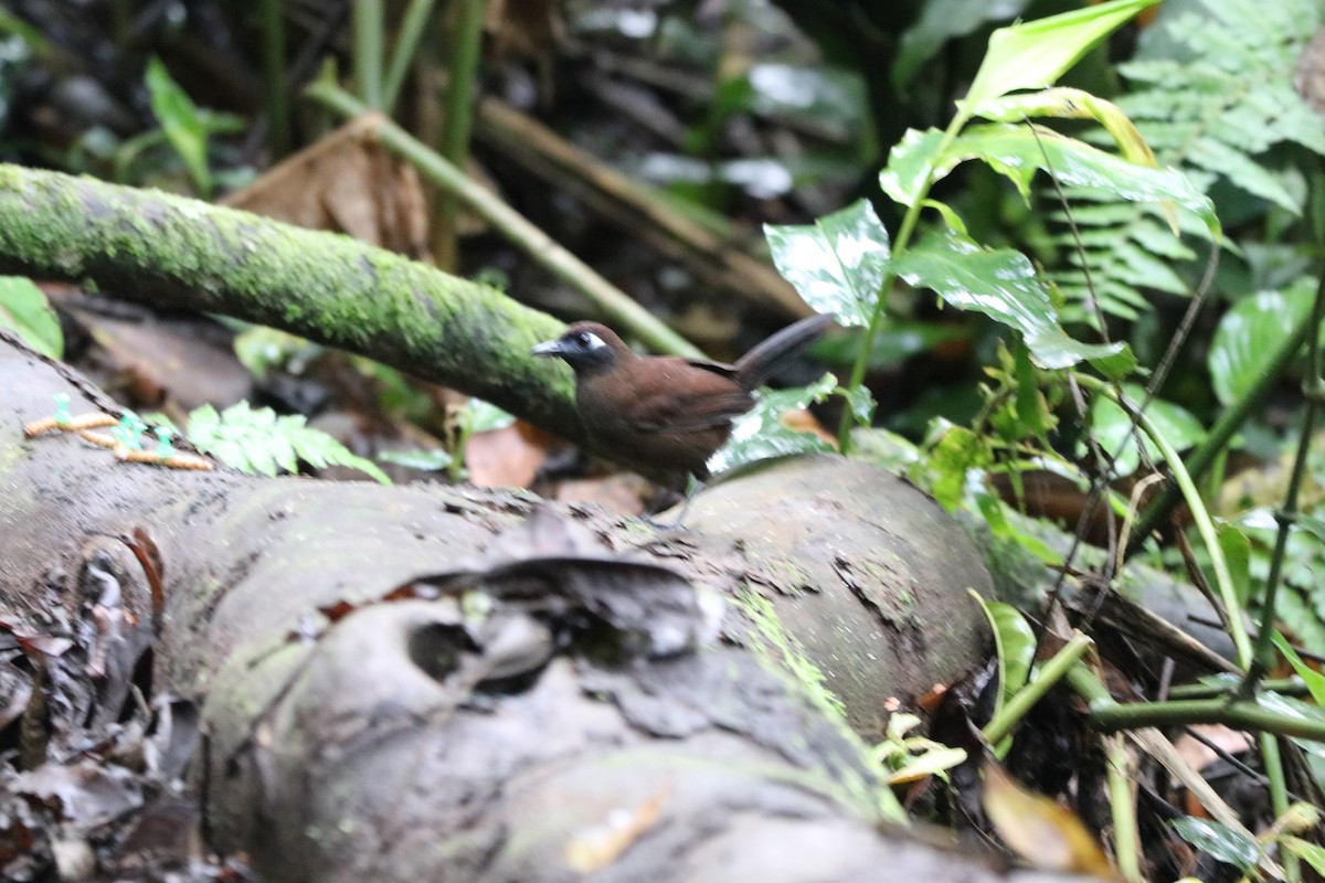 Blue-lored Antbird - Melanie LaCava