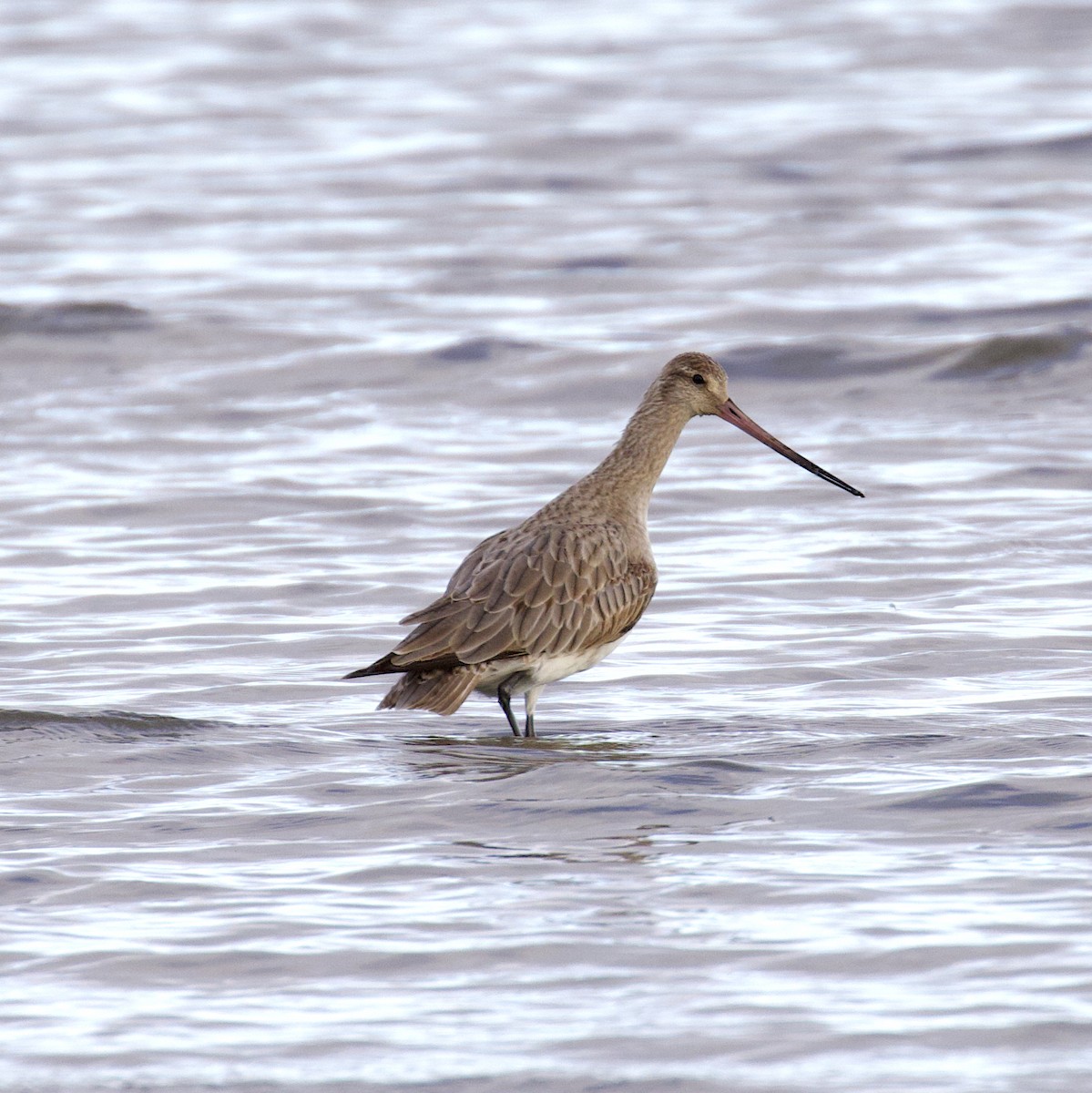 Bar-tailed Godwit - ML489485721