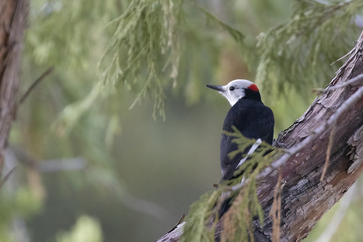White-headed Woodpecker - ML489486491