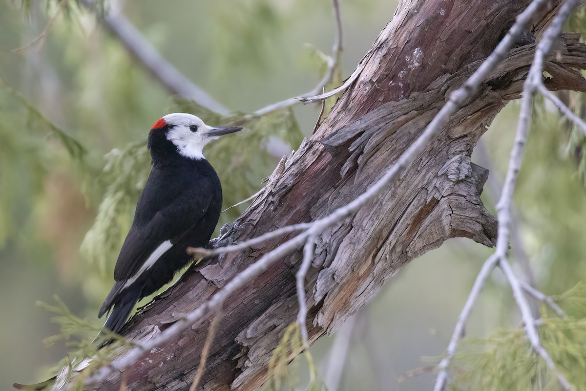 White-headed Woodpecker - ML489486501