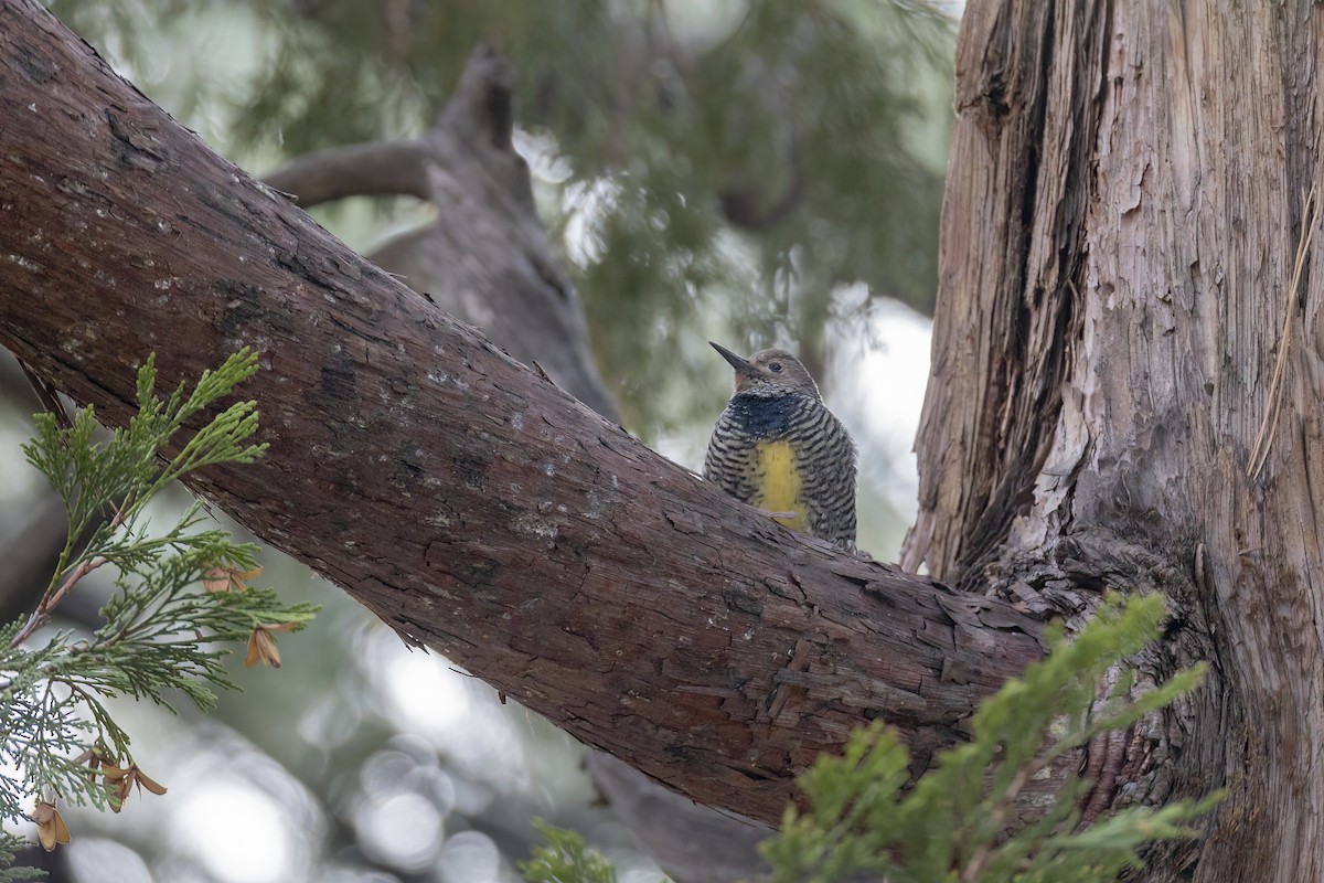 Williamson's Sapsucker - ML489486551