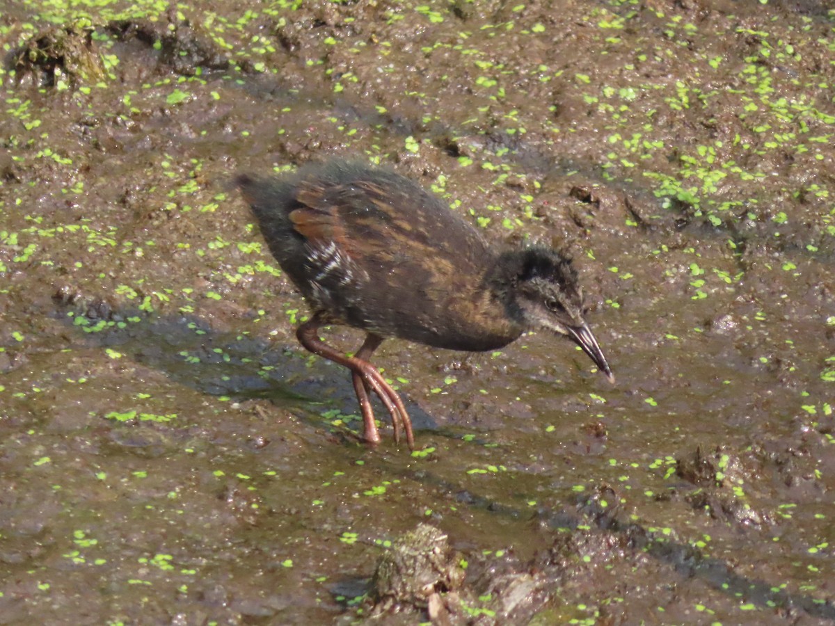 Virginia Rail - ML489487321