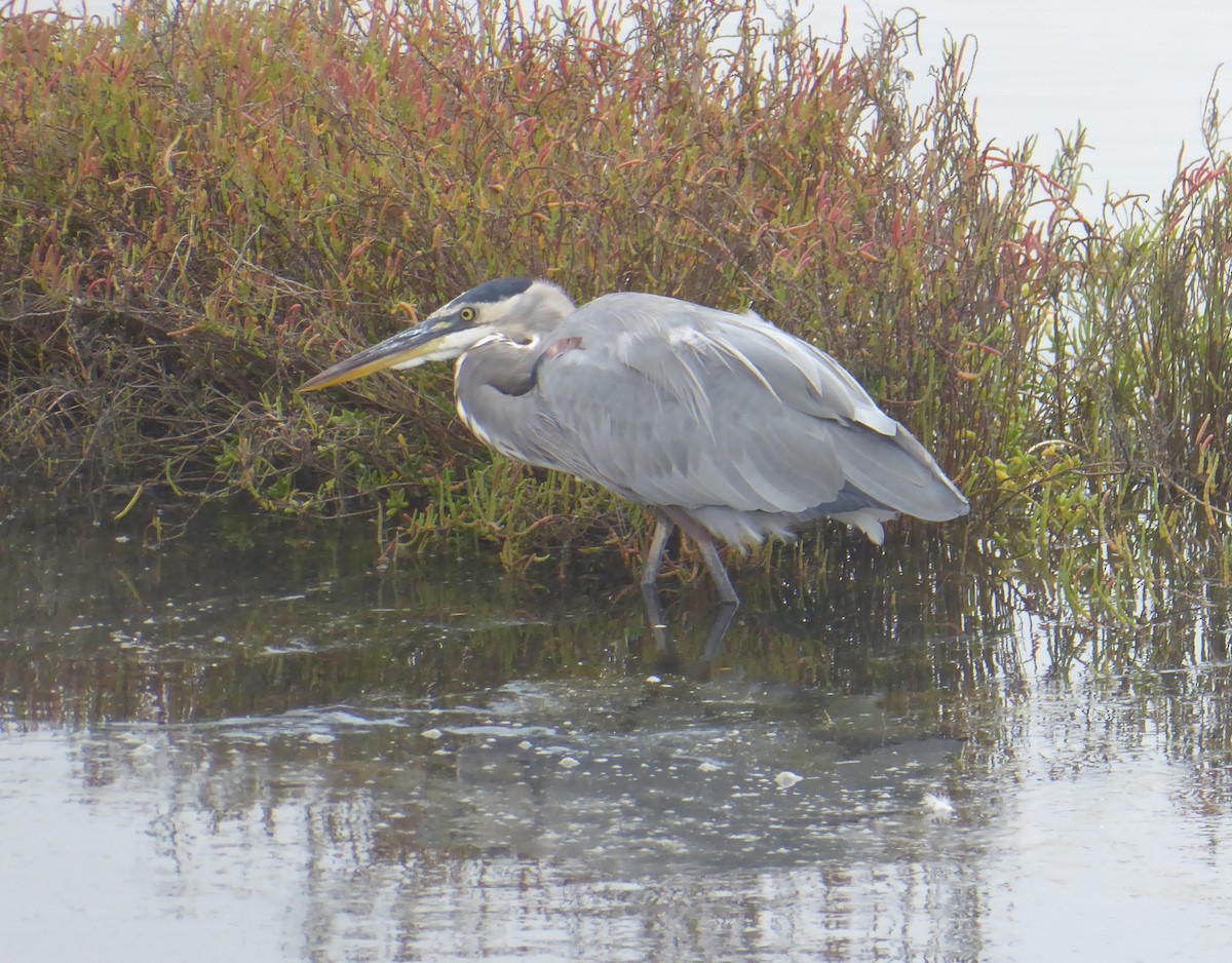 Great Blue Heron - Lindsay Fitch