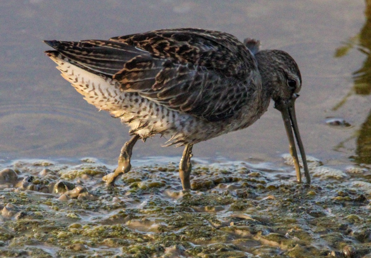 Short-billed Dowitcher - ML489489761