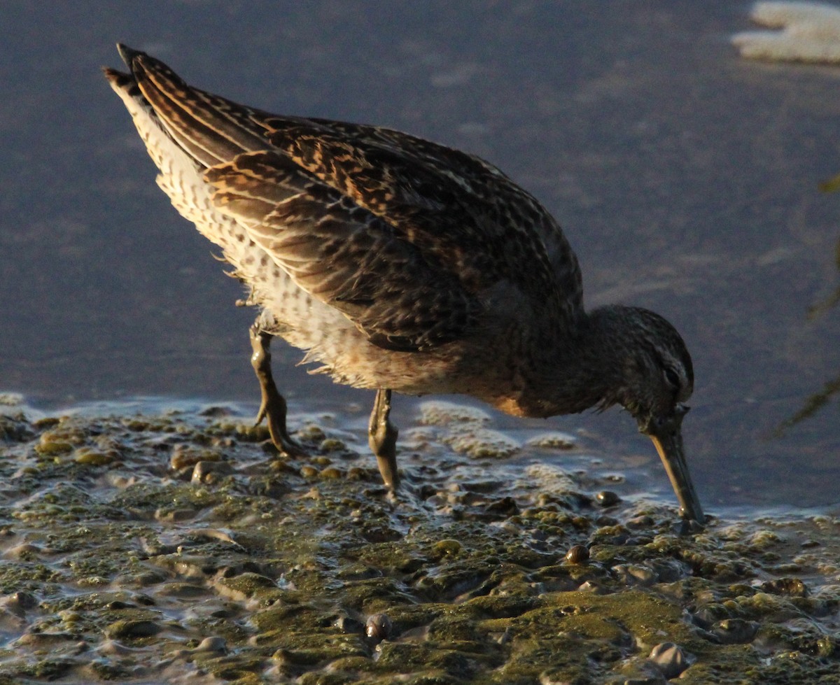 Short-billed Dowitcher - ML489489781