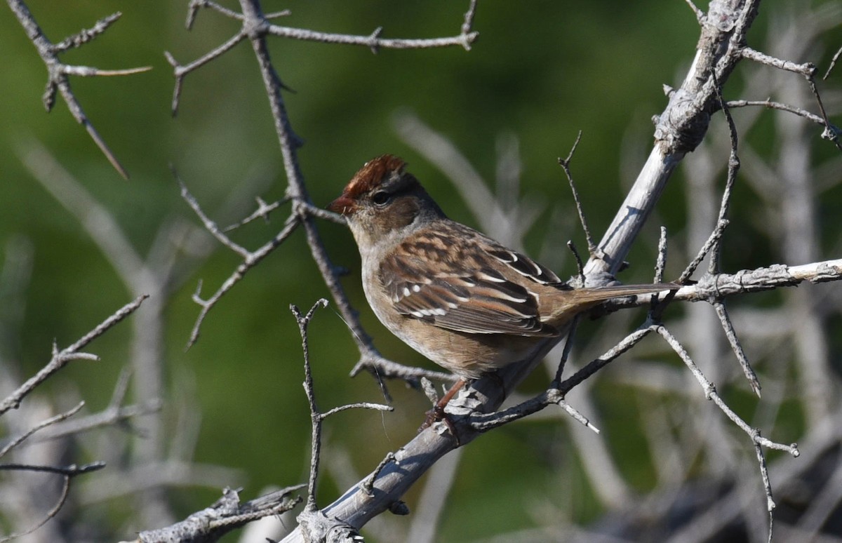 Bruant à couronne blanche - ML489490781