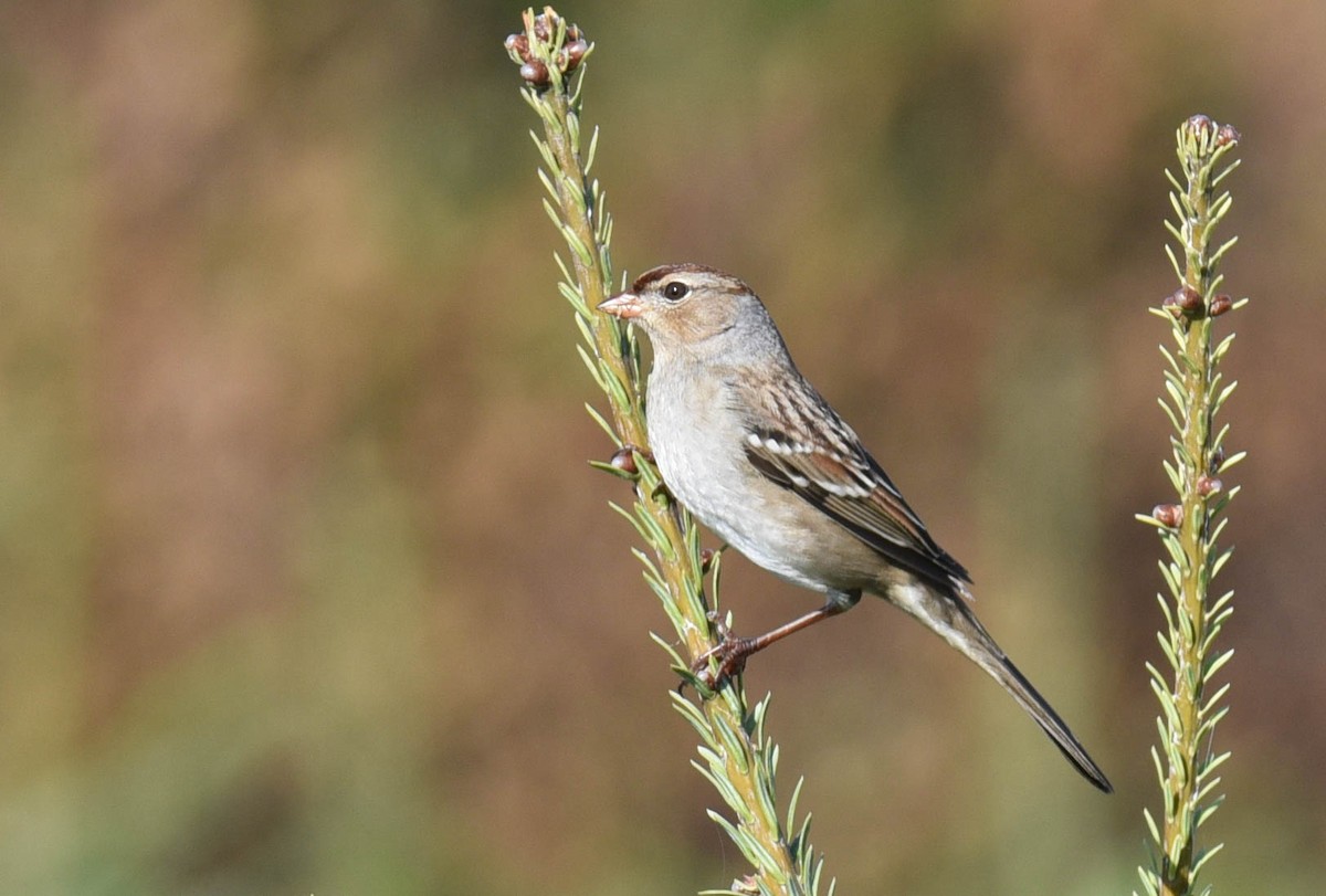 Bruant à couronne blanche - ML489490801