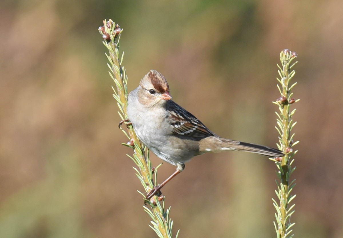 White-crowned Sparrow - ML489490831