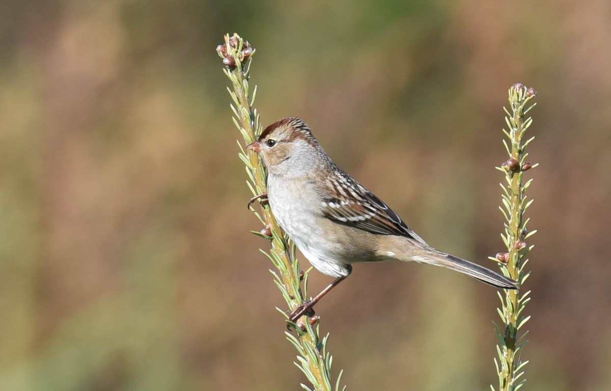 White-crowned Sparrow - ML489490841