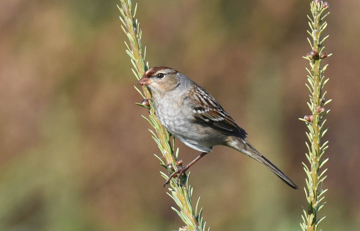 Bruant à couronne blanche - ML489490851