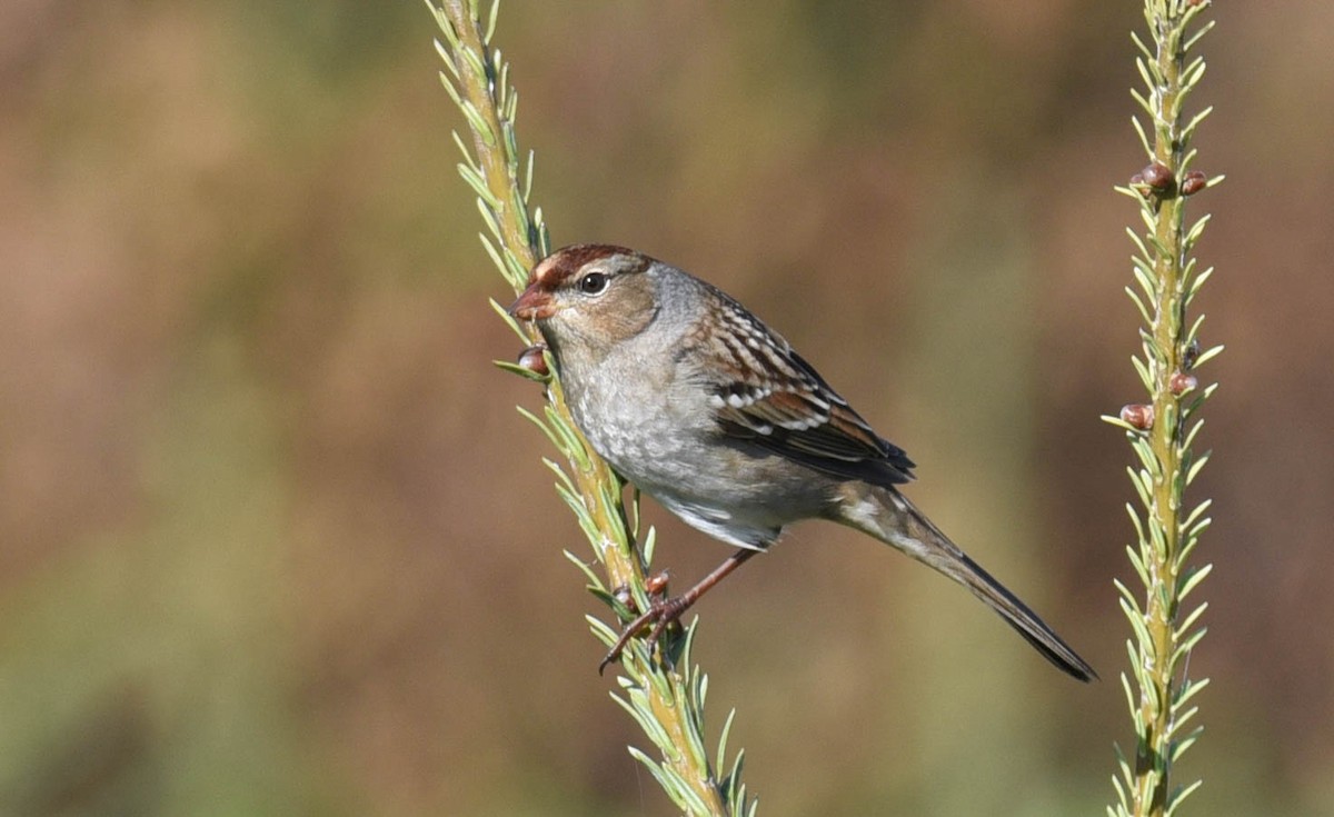 Bruant à couronne blanche - ML489491021