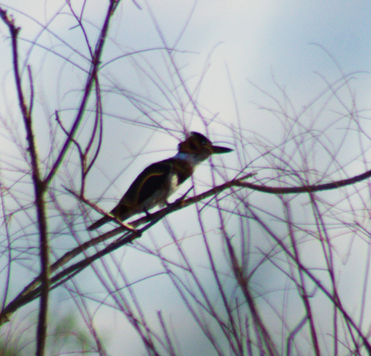 Belted Kingfisher - ML489491041