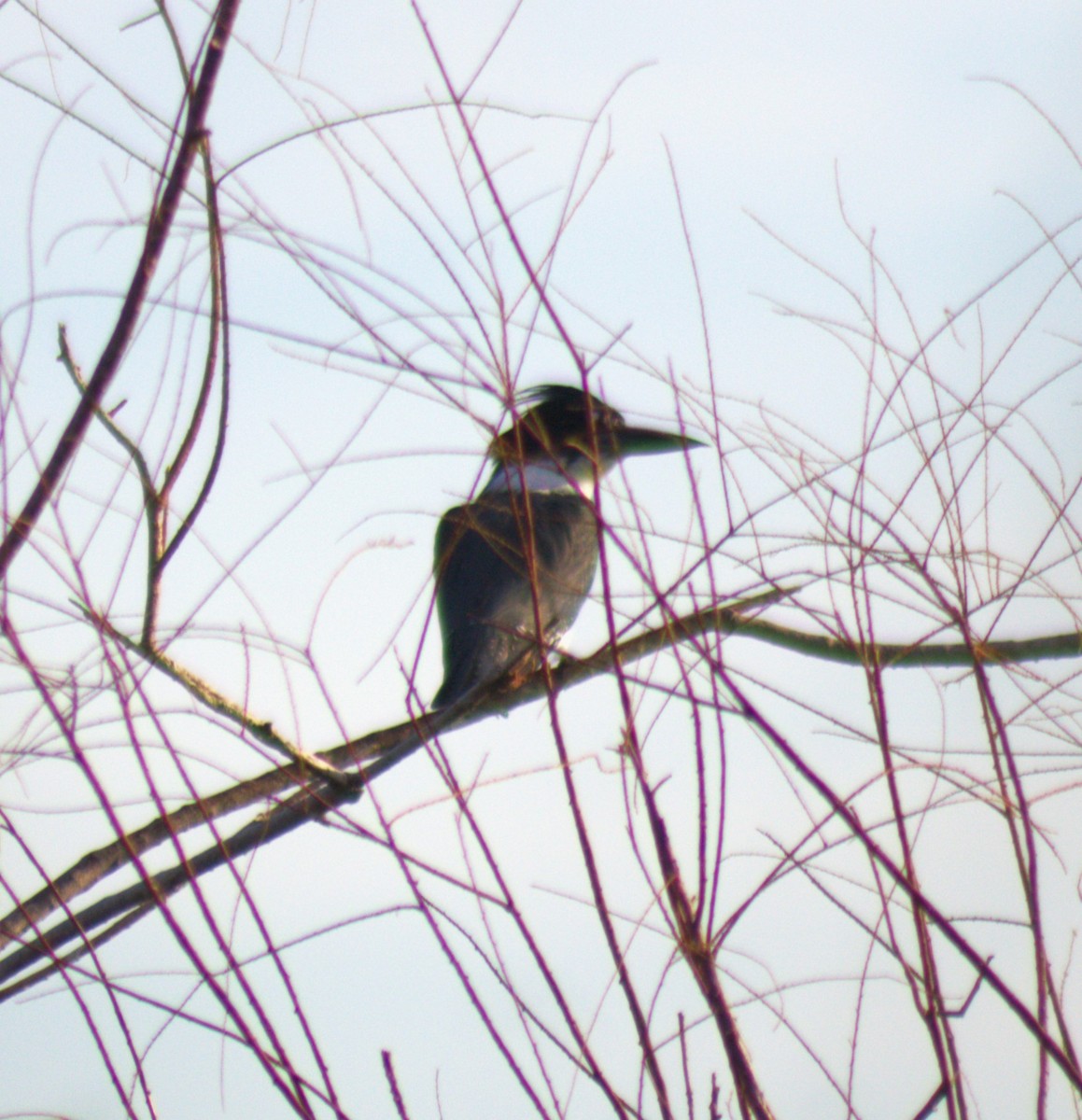 Belted Kingfisher - ML489491051