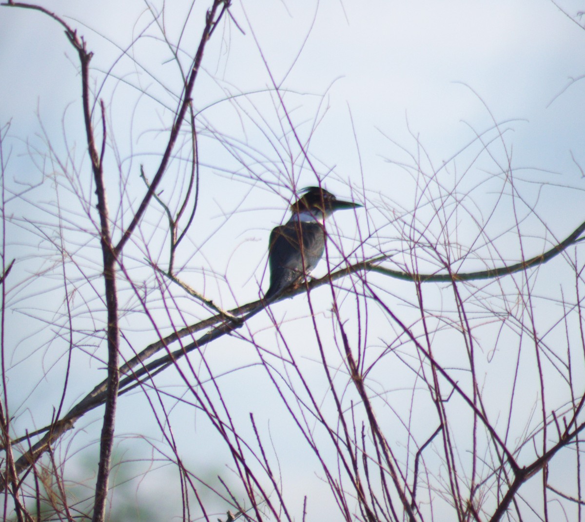 Belted Kingfisher - ML489491061